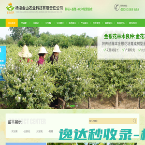 陕西元宝枫生产