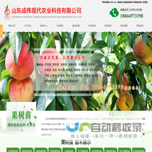 果树苗