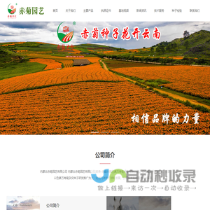 赤峰万寿菊杂交种子（色素）内蒙古赤峰赤菊园艺有限公司
