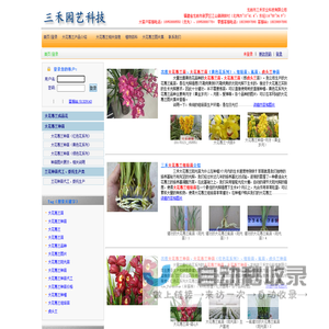 三禾大花蕙兰
