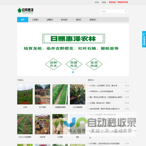 小龙柏,龙柏苗,龙柏床苗,嫁接小龙柏,龙柏树,龙柏球,龙柏工程苗