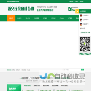 白皮松
