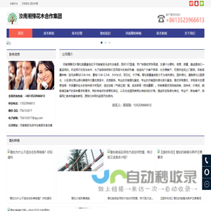 河南雪松,雪松种植