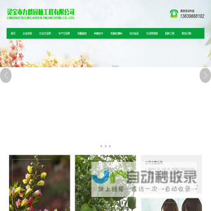 红花文冠果