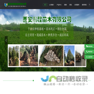 陕西白皮松价格