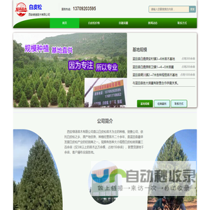 蓝田白皮松苗木网