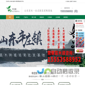 山东大叶黄杨