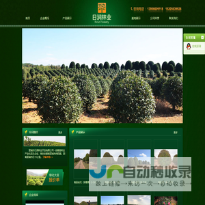 宣城市日润林业开发有限公司,桂花基地,桂花价格