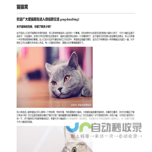 猫猫窝