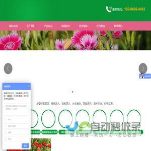 草花批发基地