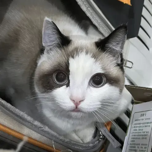 恋爱小记