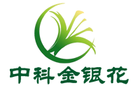 金银花苗