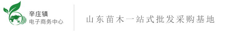 山东大叶黄杨